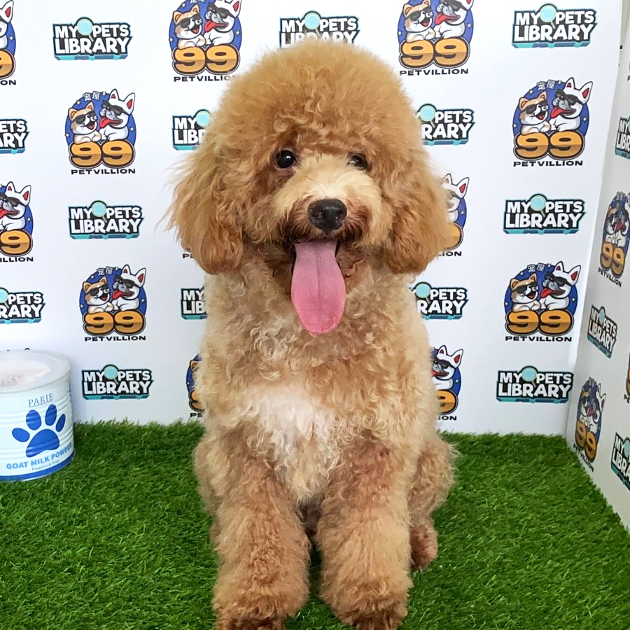 Miniature Poodle Puppy (Male) For Sale