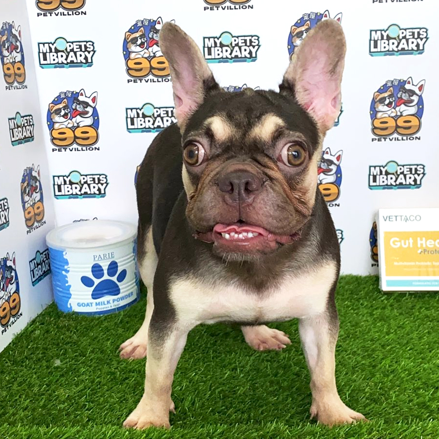 French Bulldog Puppy (Female) For Sale