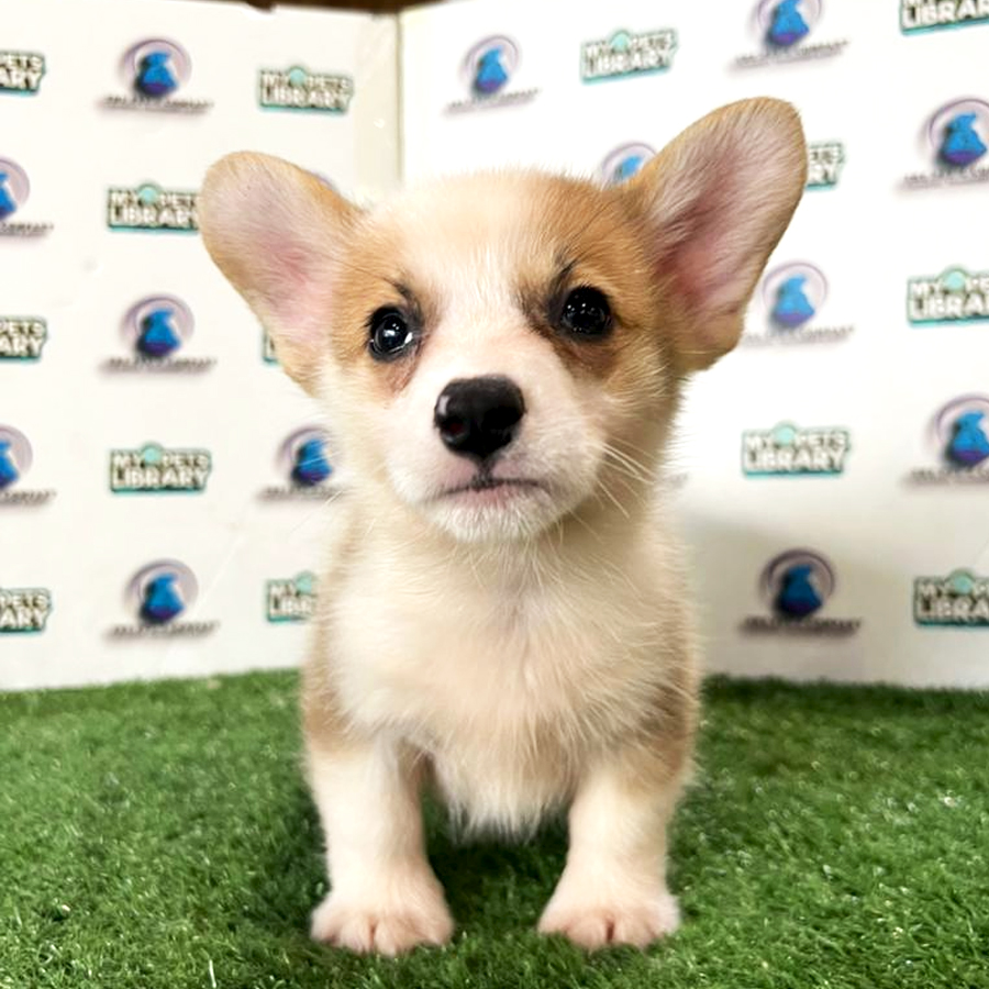 Corgi Puppy (Male) For Sale