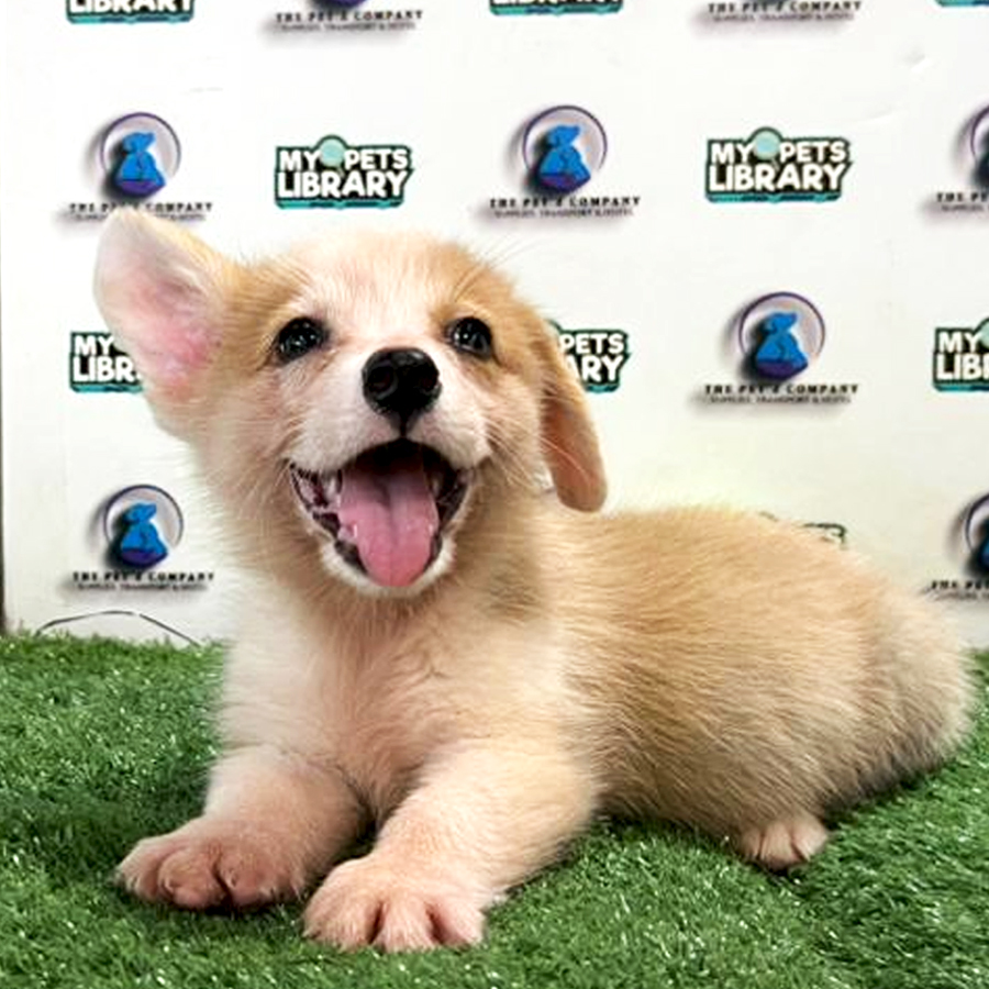 Corgi Puppy (Male) For Sale