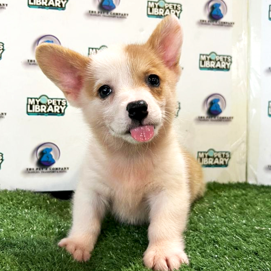 Corgi Puppy (Female) For Sale
