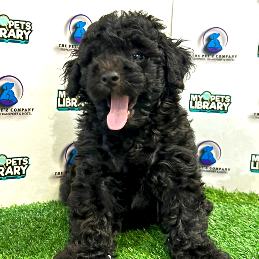 Toy Poodle Puppy (Male) For Sale