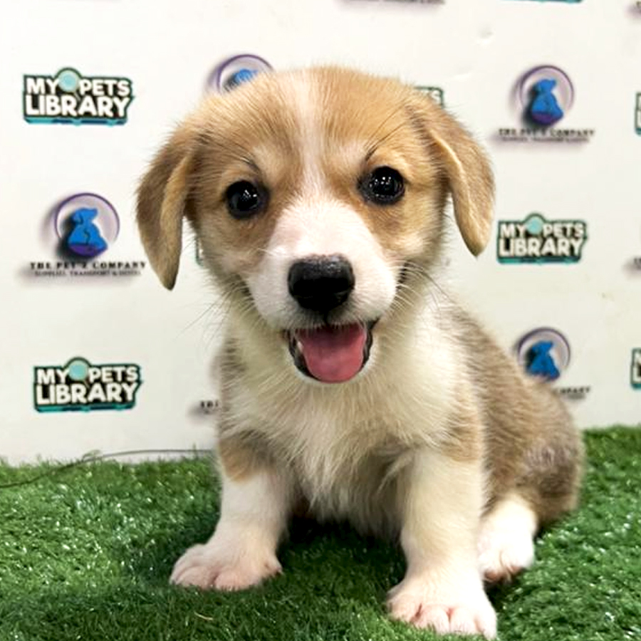 Corgi Puppy (Female) For Sale