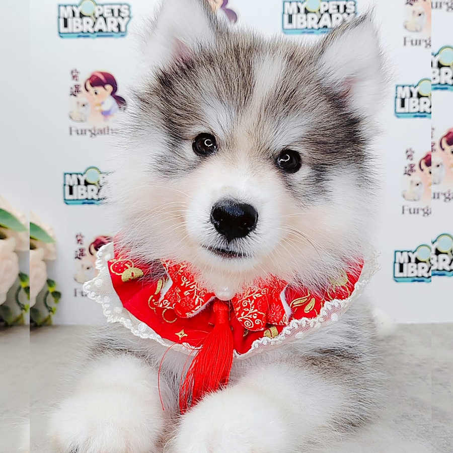 Wooly Husky Puppy (Male) For Sale