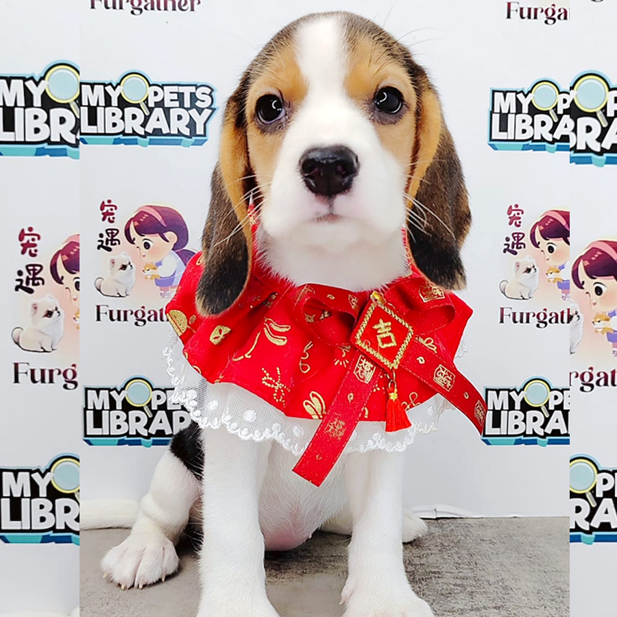Beagle Puppy (Female) For Sale