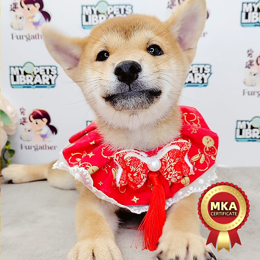MKA Shiba Inu Puppy (Male) For Sale