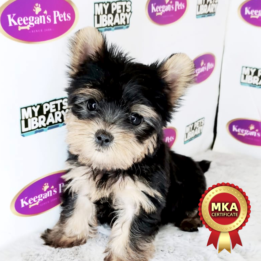 MKA Yorkshire Terrier Puppy (Male) For Sale