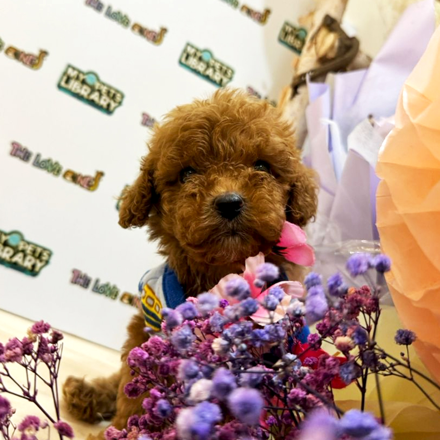 Tiny Poodle Puppy (Male) For Sale