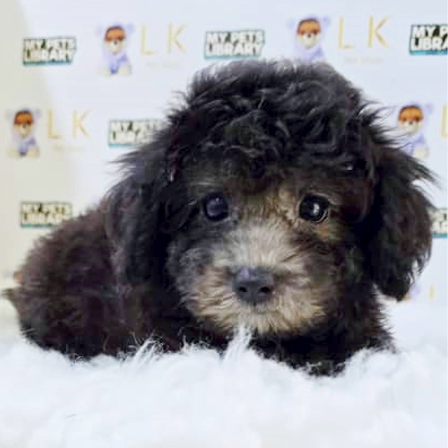 Toy Poodle Puppy (Female) For Sale