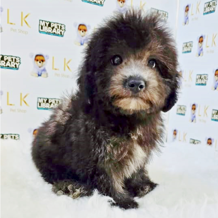 Toy Poodle Puppy (Male) For Sale