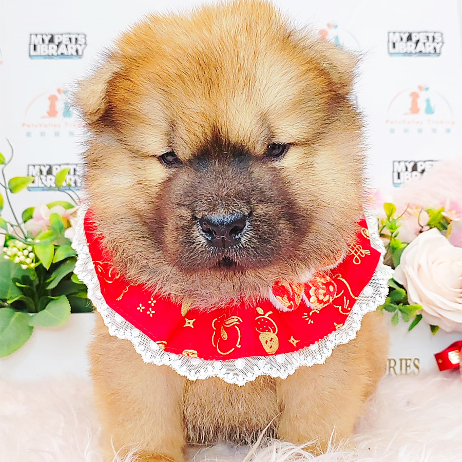 Chow Chow Puppy (Male) For Sale
