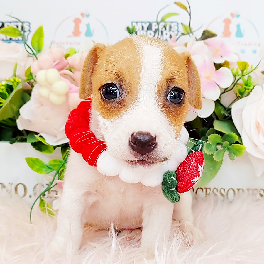 Jack Russell Puppy (Male) For Sale