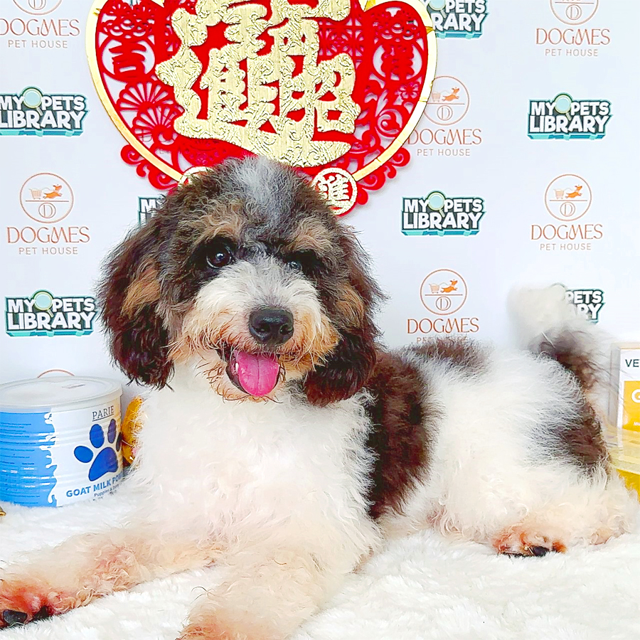 Toy Poodle Puppy (Male) For Sale