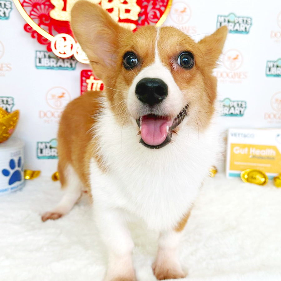 Welsh Corgi Puppy (Female) For Sale