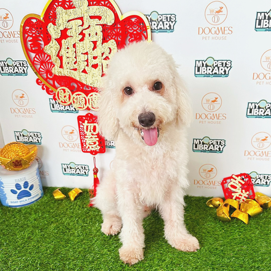 Toy Poodle Puppy (Male) For Sale