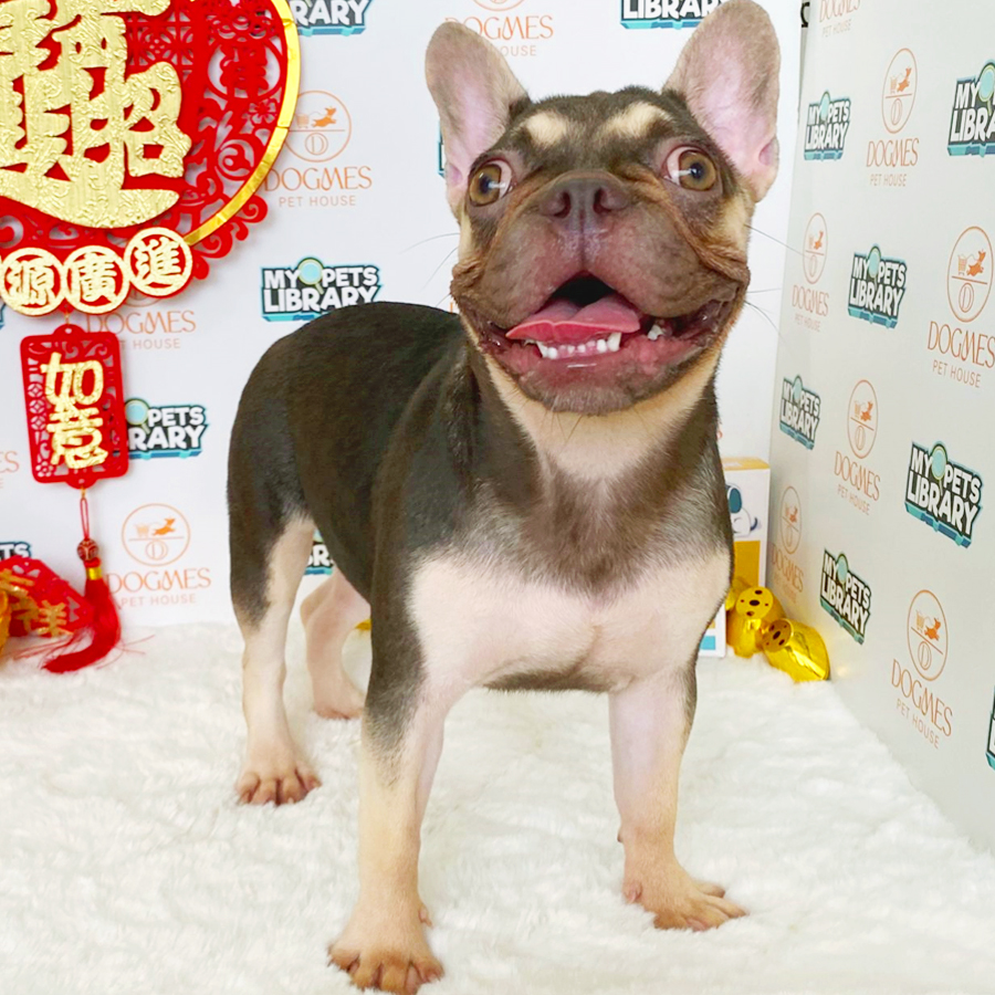 French Bulldog Puppy (Female) For Sale
