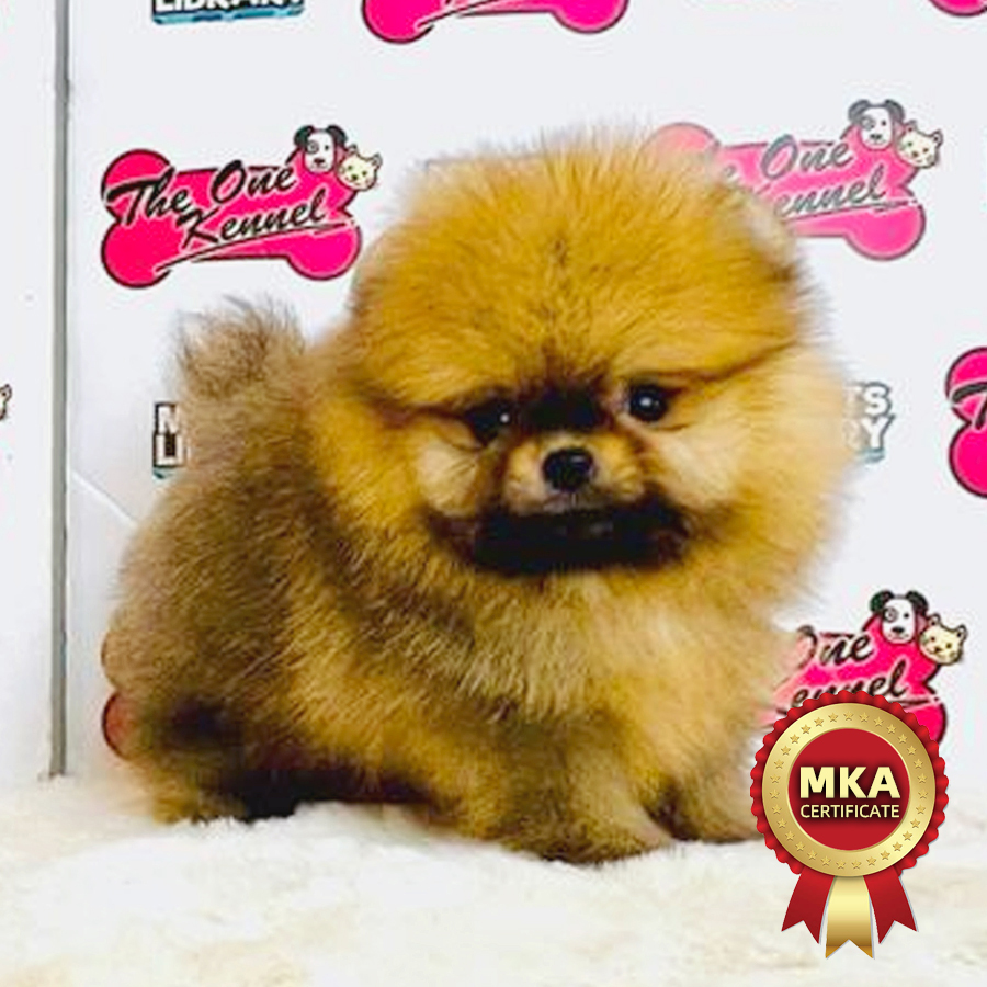 MKA Tiny Pomeranian Puppy (Male) For Sale
