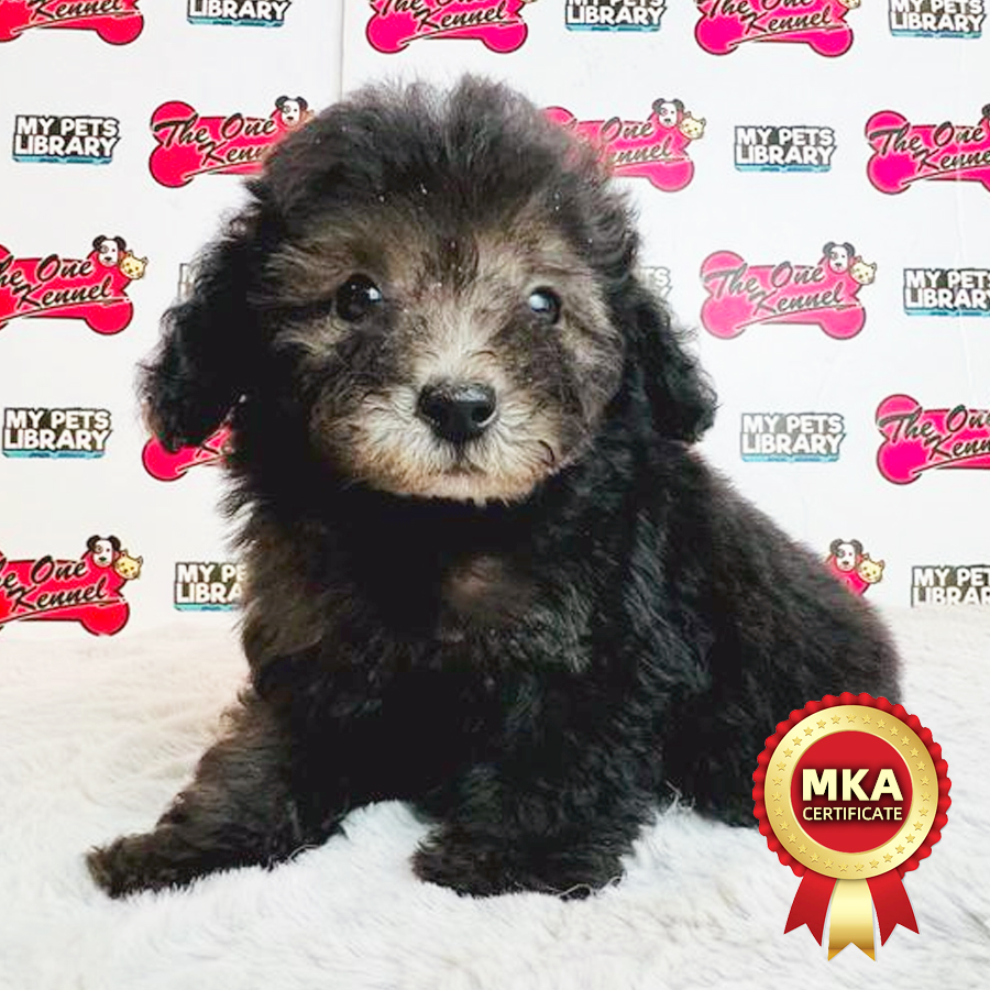 MKA Tiny Poodle Puppy (Female) For Sale