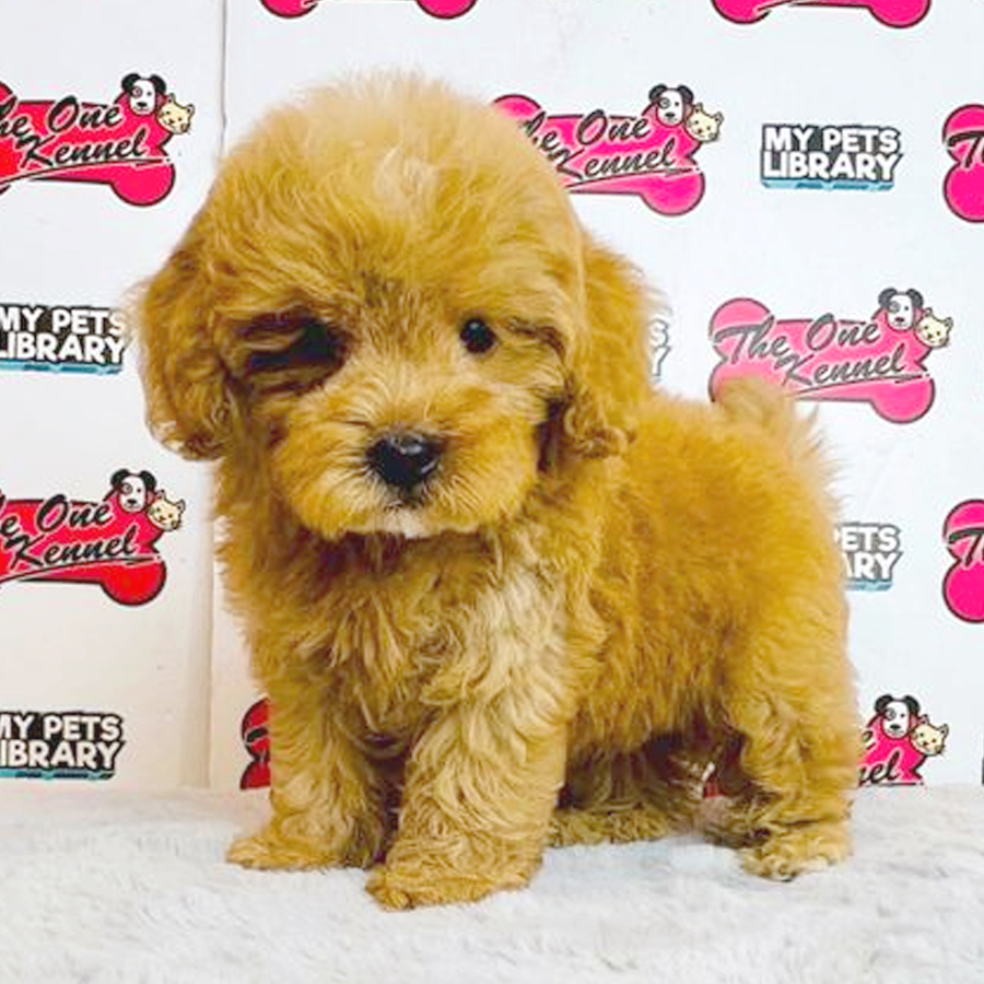 Cavapoo Puppy (Male) For Sale