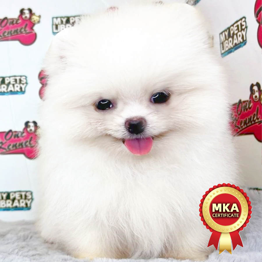 MKA Tiny Pomeranian Puppy (Female) For Sale