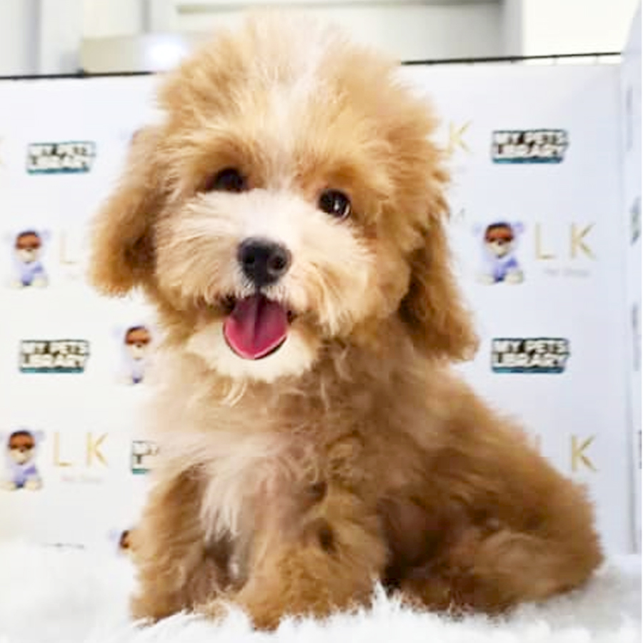 Toy Poodle Puppy (Male) For Sale