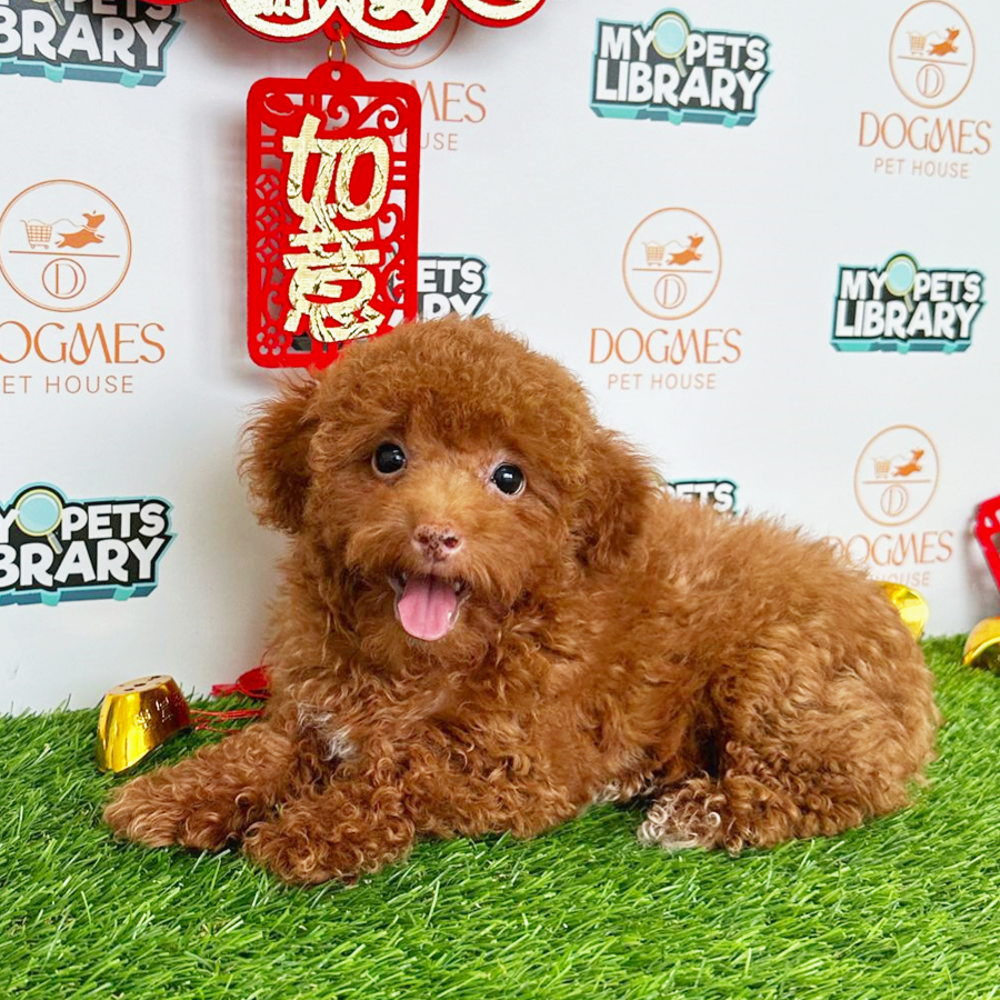 Toy Poodle Puppy (Female) For Sale