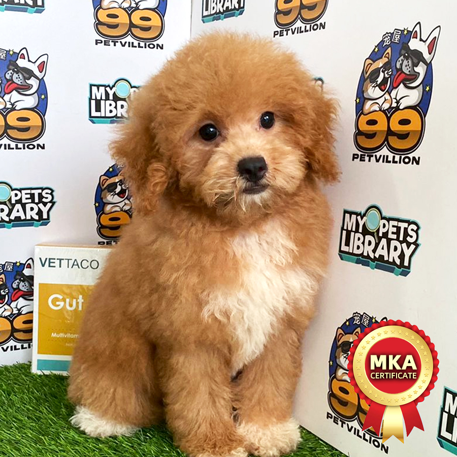 MKA Toy Poodle Puppy (Female) For Sale
