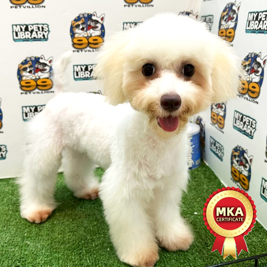 MKA Toy Poodle Puppy (Female) For Sale