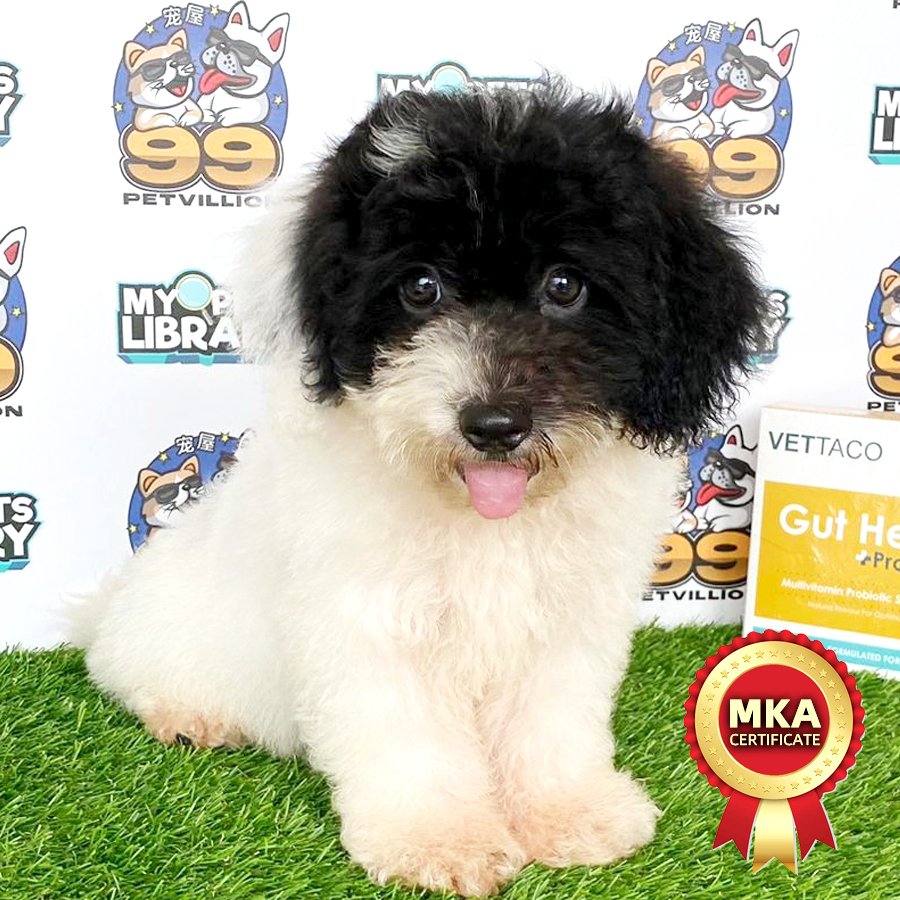 MKA Toy Poodle Puppy (Male) For Sale