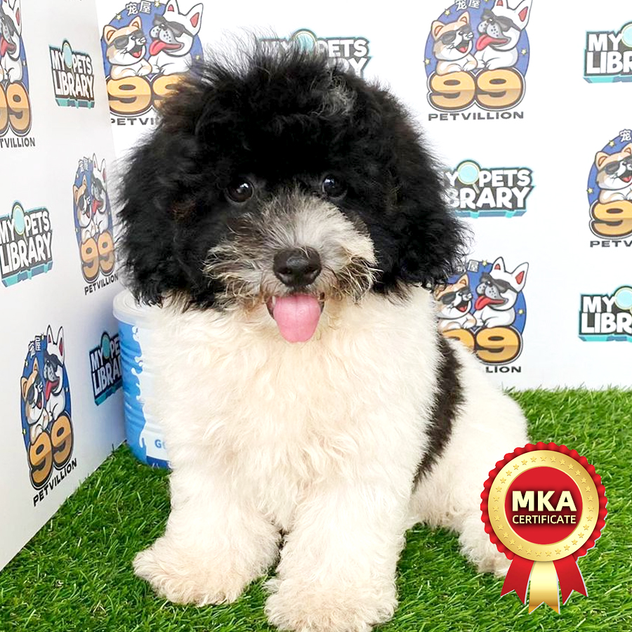 MKA Toy Poodle Puppy (Female) For Sale