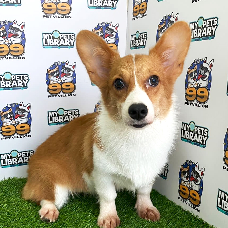 Welsh Corgi Puppy (Female) For Sale