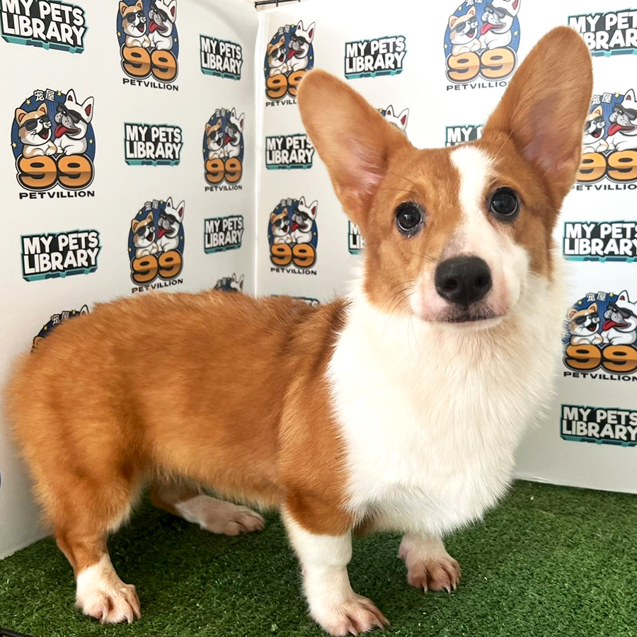 Welsh Corgi Puppy (Female) For Sale