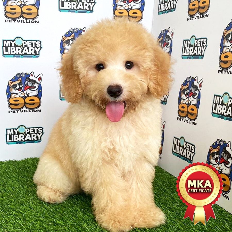 MKA Toy Poodle Puppy (Male) For Sale