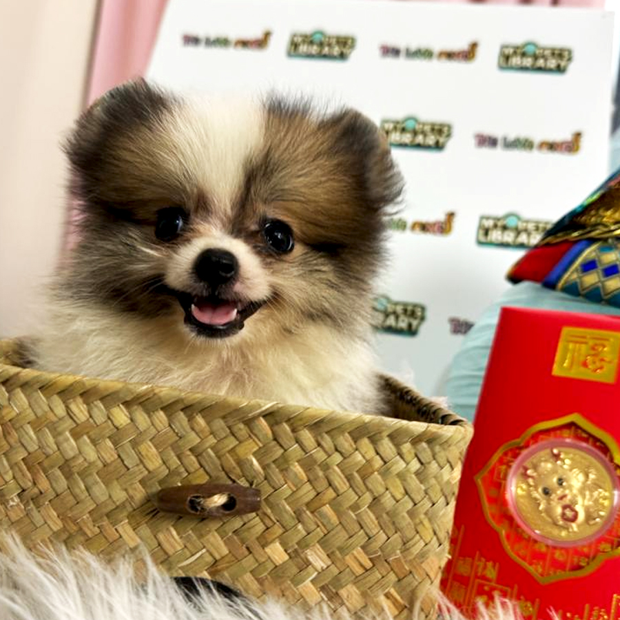 Tiny Pomeranian Puppy (Female) For Sale