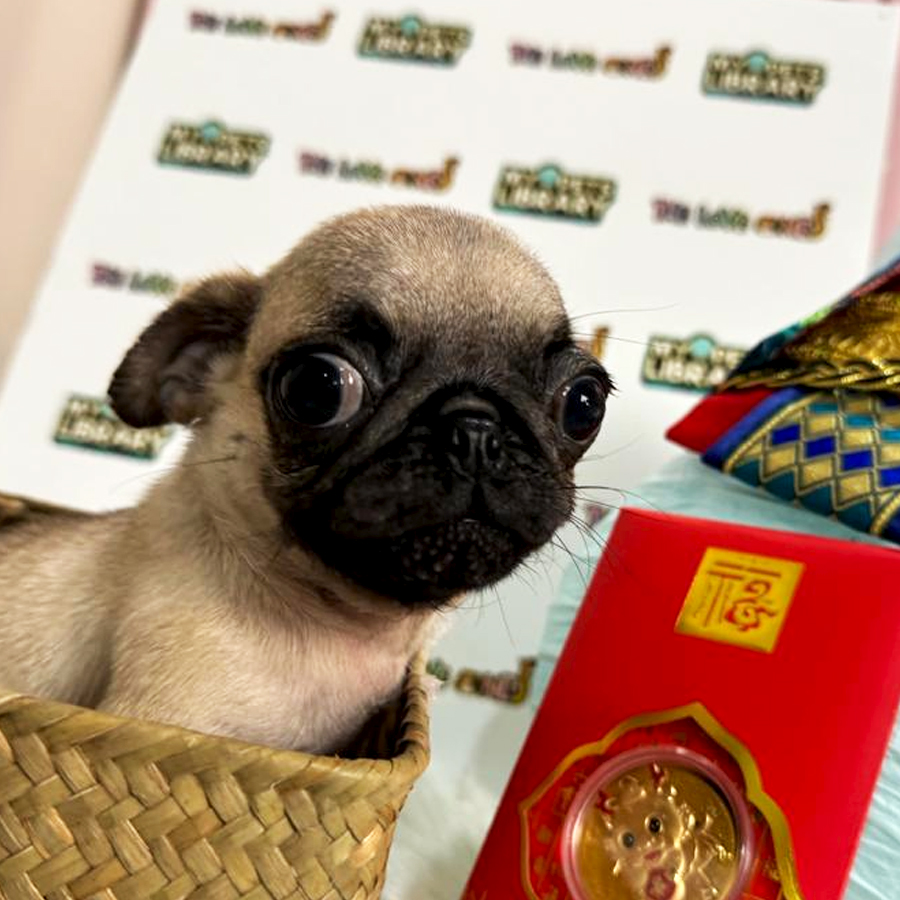 Pug Puppy (Female) For Sale