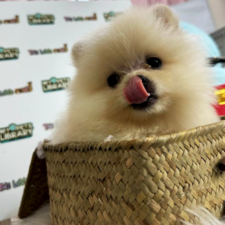 Tiny Pomeranian Puppy (Male) For Sale