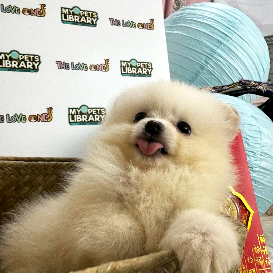 Tiny Pomeranian Puppy (Female) For Sale