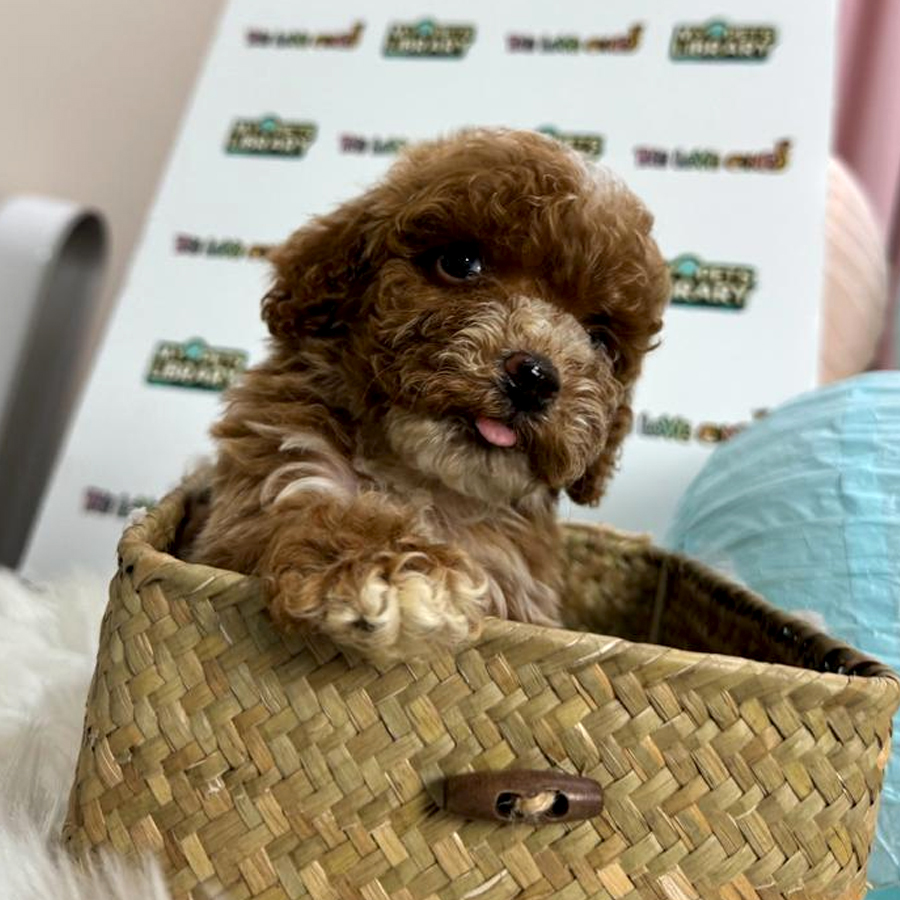 Maltipoo Puppy (Male) For Sale