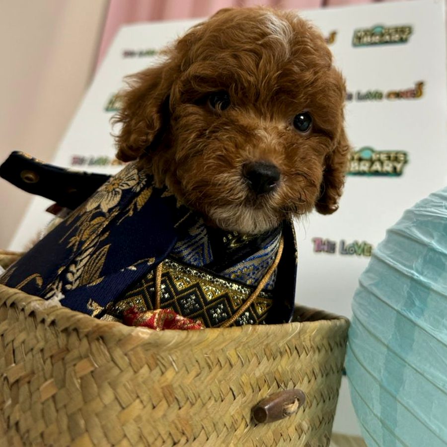 Maltipoo Puppy (Male) For Sale