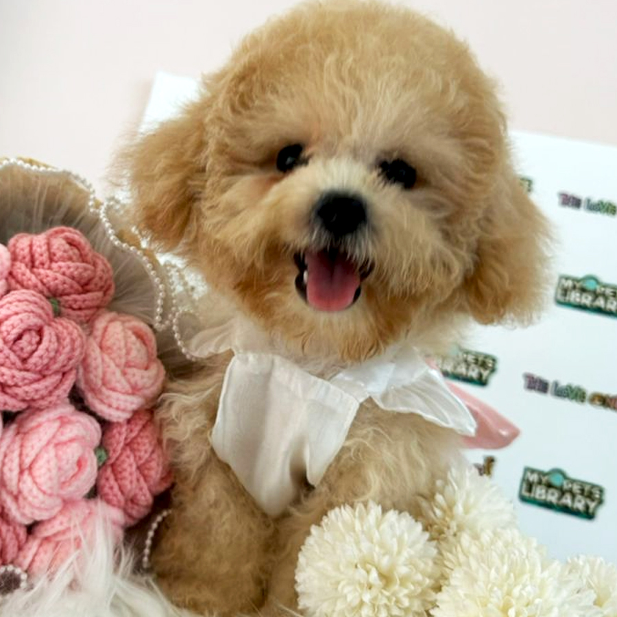 Tiny Toy Poodle Puppy (Female) For Sale