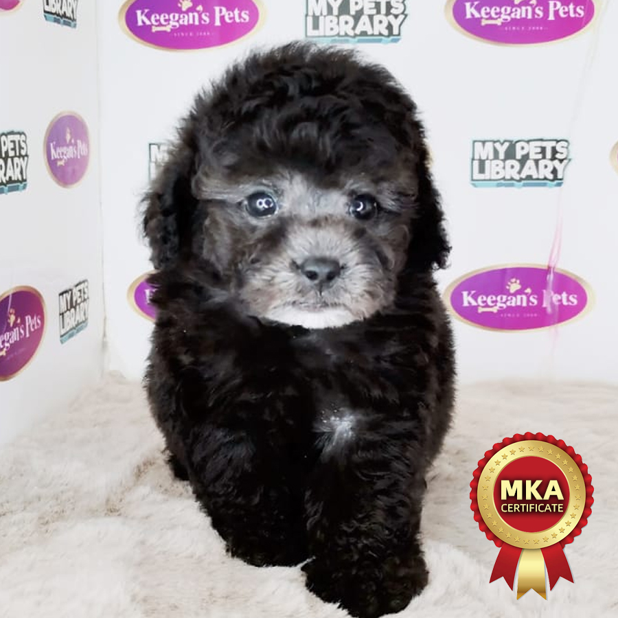 MKA Toy Poodle Puppy (Male) For Sale