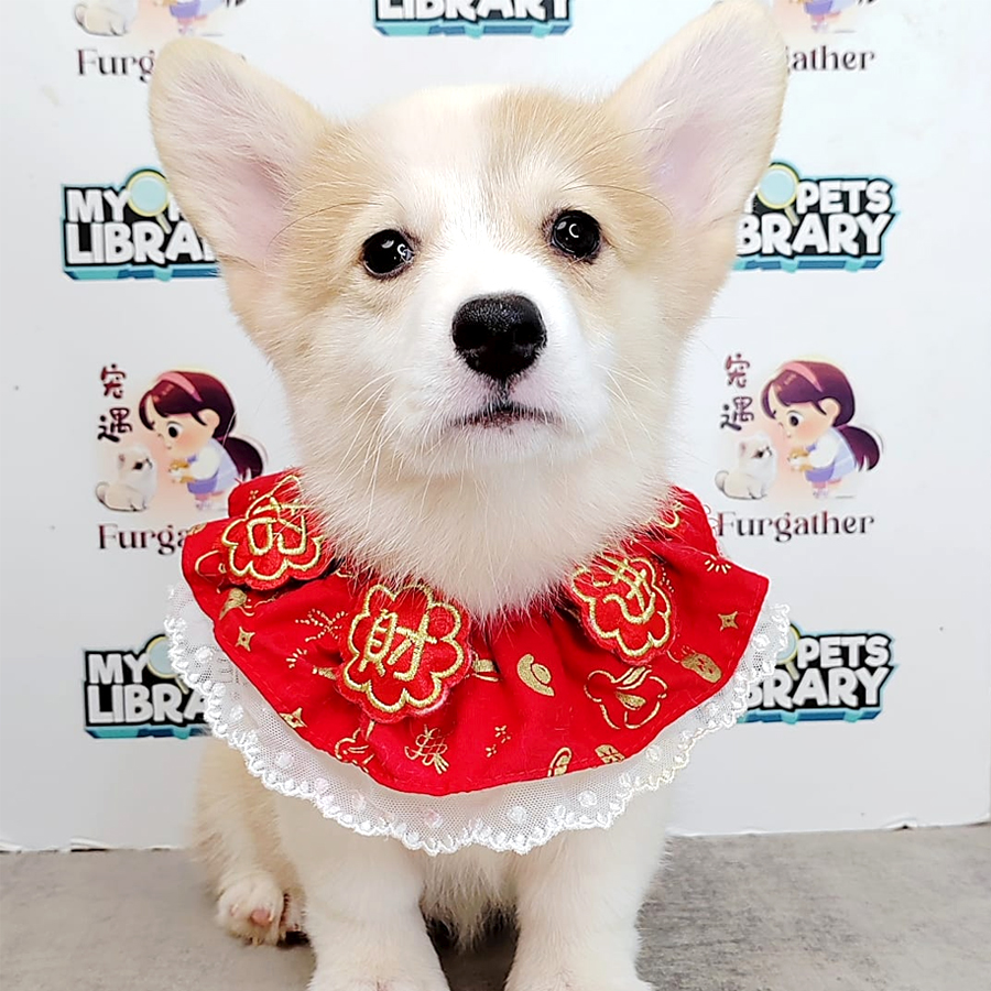 Welsh Corgi Puppy (Female) For Sale