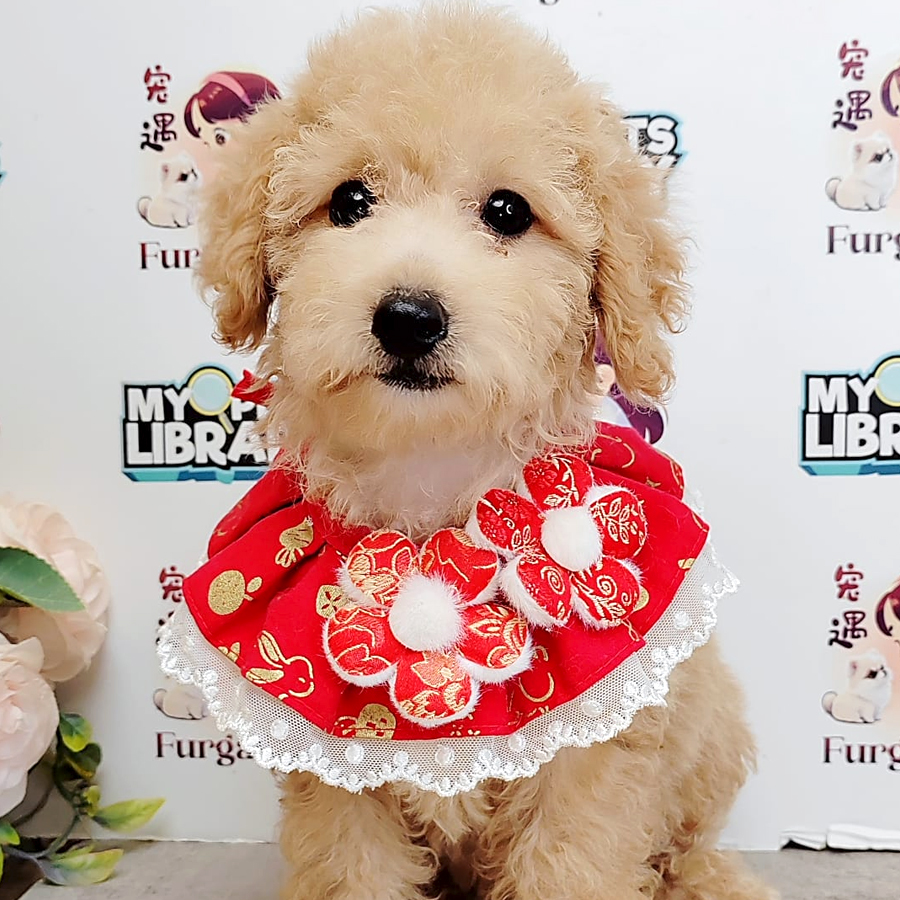 Toy Poodle Puppy (Female) For Sale