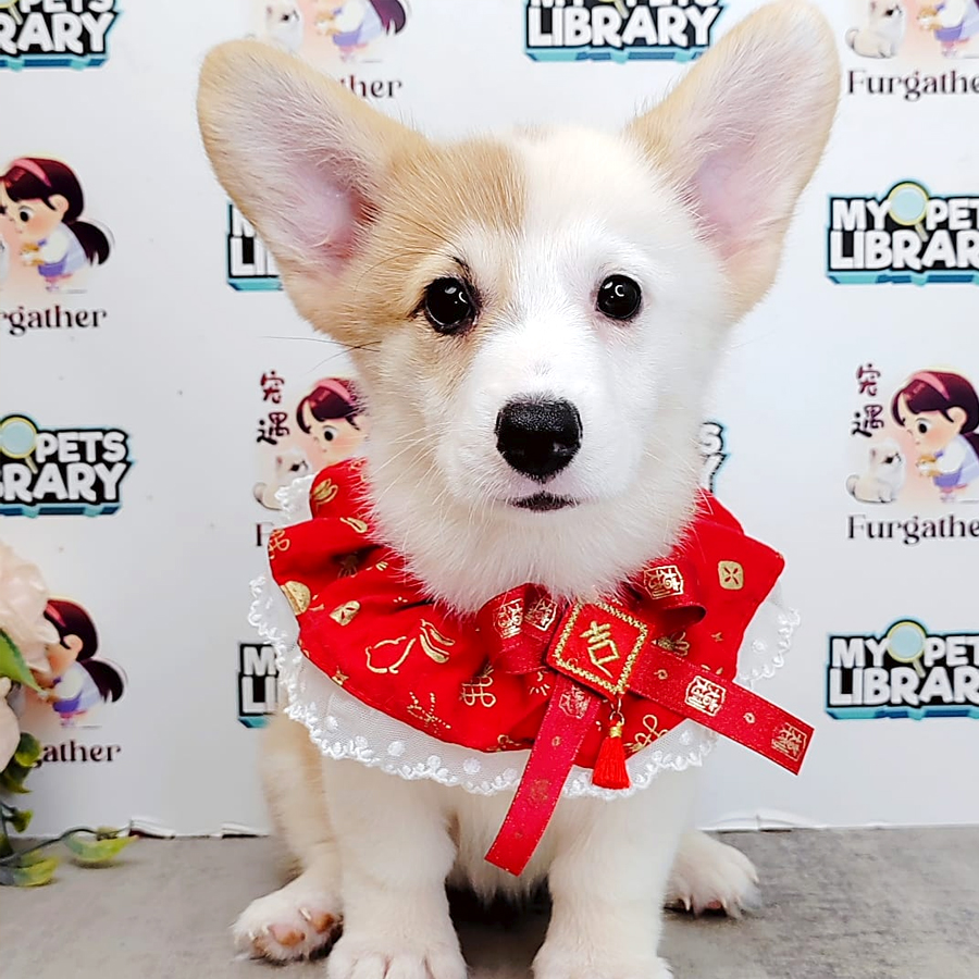 Medium Coat Corgi (Female) For Sale