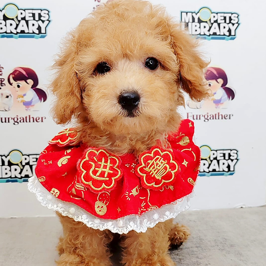 Toy Poodle Puppy (Female) For Sale
