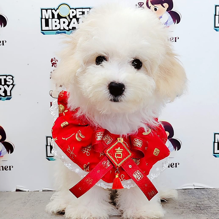 Bichon Frise Puppy (Female) For Sale