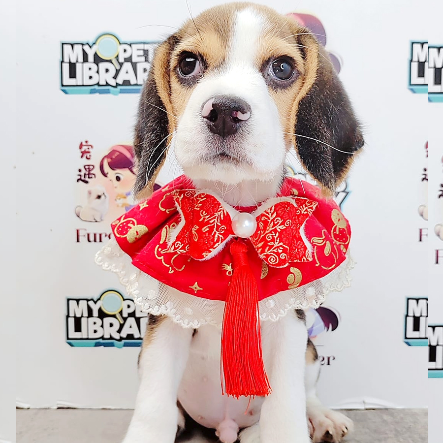 Beagle Puppy (Male) For Sale