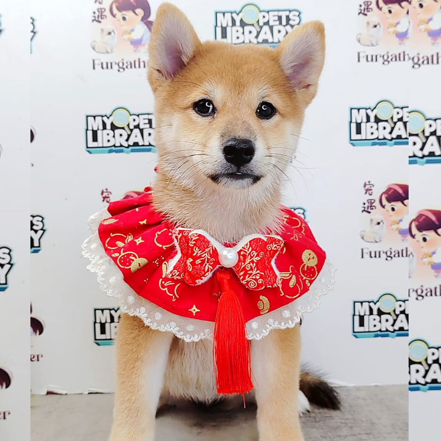 Shiba Inu Puppy (Female) For Sale