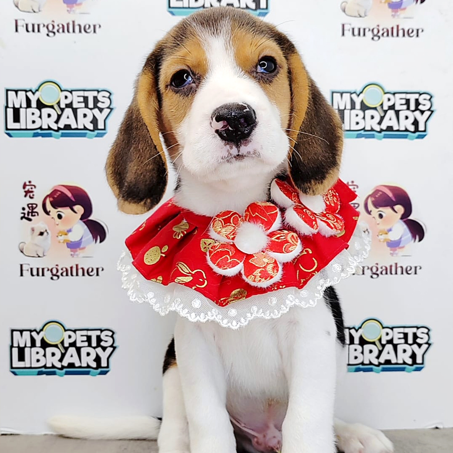 Beagle Puppy (Male) For Sale