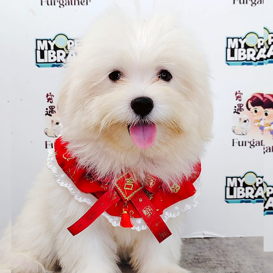 Tiny Maltese Puppy (Male) For Sale